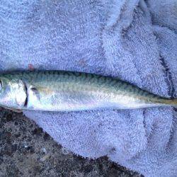 フカセで玉砕！