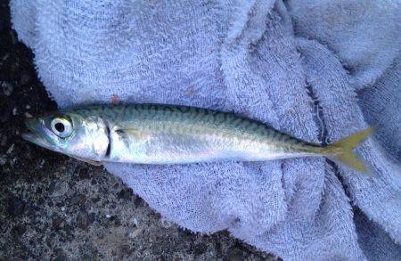 フカセで玉砕！