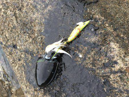 アオリを求めて