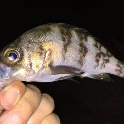 久々の釣行！アジ狙い