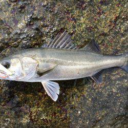 雨による、濁り！