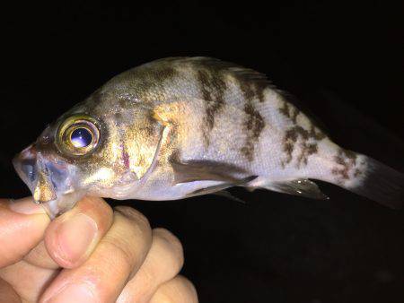 久々の釣行！アジ狙い