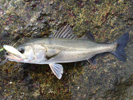 雨による、濁り！