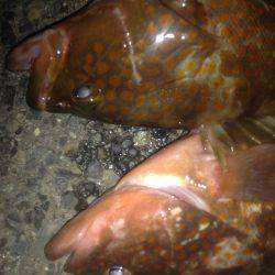 ロックフィッシュ釣行