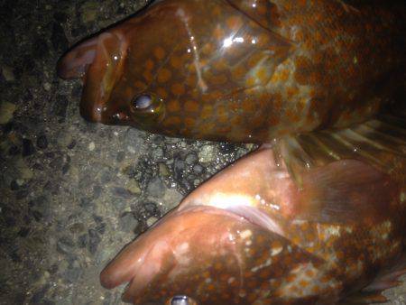 ロックフィッシュ釣行