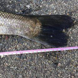 出勤前に、シーバス