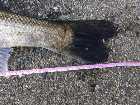 出勤前に、シーバス