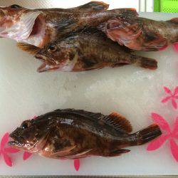 連チャンで根魚狩り