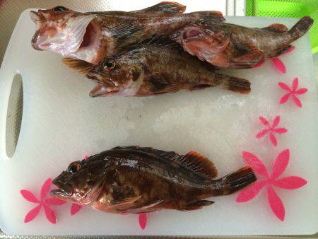 連チャンで根魚狩り