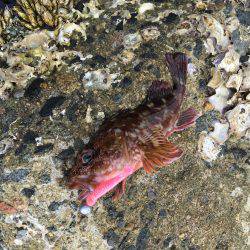 ホールフィッシング