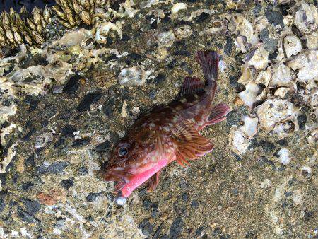 ホールフィッシング