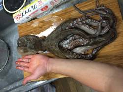 思わぬ珍客(\\\\\\\\\\\\\\\’ロ\\\\\\\\\\\\\\\'(\\\\\\\\\\\\\\\’ロ\\\\\\\\\\\\\\\'(\\\\\\\\\\\\\\\’ロ\\\\\\\\\\\\\\\'(\\\\\\\\\\\\\\\’ロ\\\\\\\\\\\\\\\’ )!!!