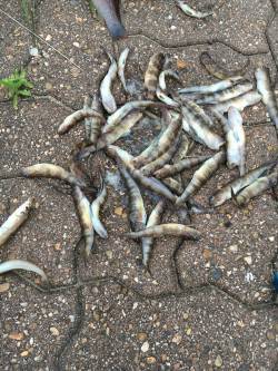 キスを探してます