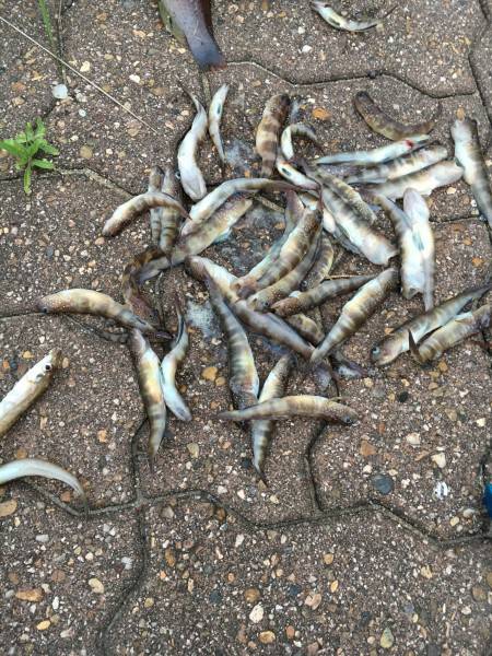 キスを探してます