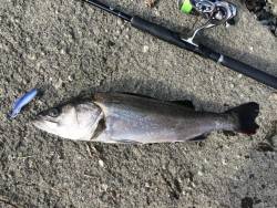 シーバスデイ釣行