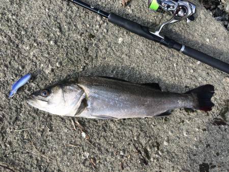 シーバスデイ釣行