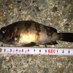 裏目を狙ってメバリング^^;