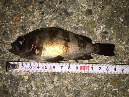 裏目を狙ってメバリング^^;