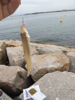 LSJからのキッシング！！