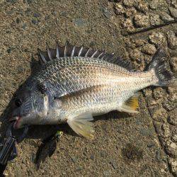 シーバス狙いで…