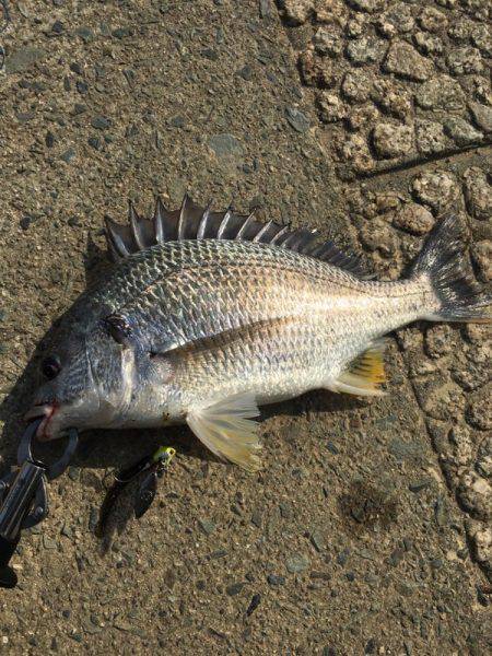 シーバス狙いで…