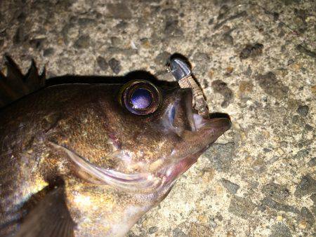 アジおらんσ^_^;