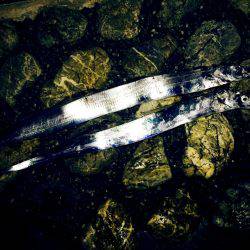 タチウオ好調！！