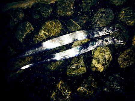 タチウオ好調！！