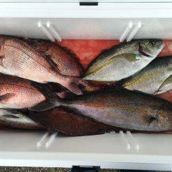 カンパチ、シマアジいいですね