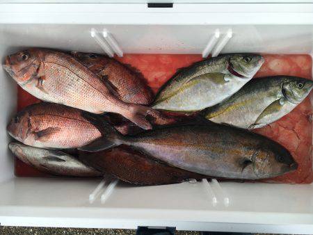 カンパチ、シマアジいいですね