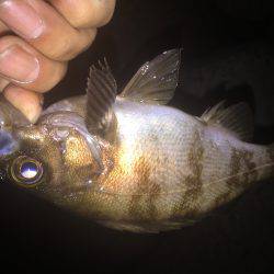 久しぶりのメバリング！