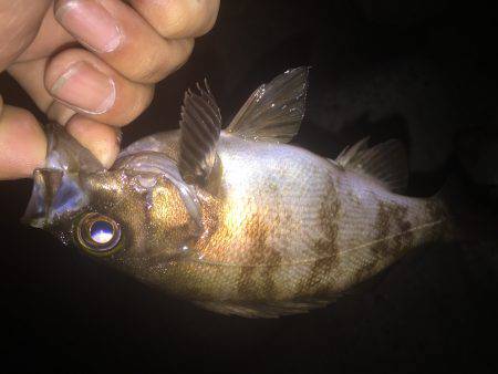 久しぶりのメバリング！