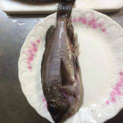 神戸メバリング★エギング