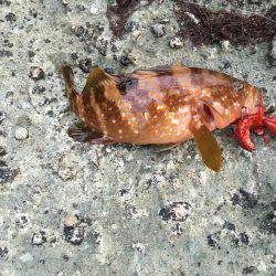 イマイチでした。