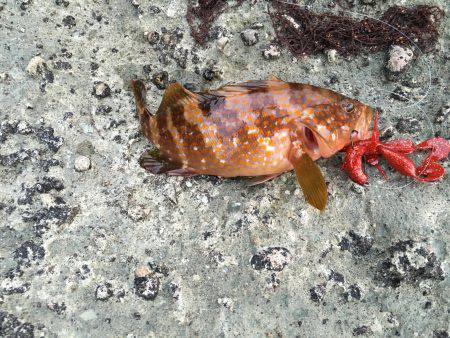 イマイチでした。