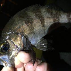 いつものポイント＼(^o^)／