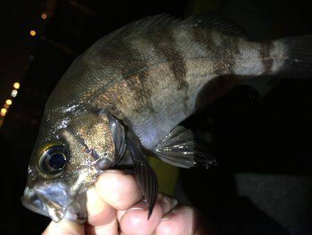 いつものポイント＼(^o^)／