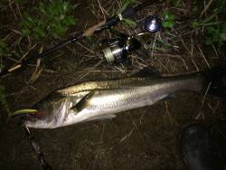 リバーシーバス