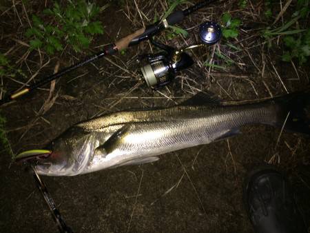 リバーシーバス