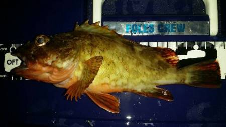 ロックフィッシュフィーバー