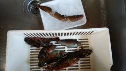 穴釣りでダイナンギンポ！