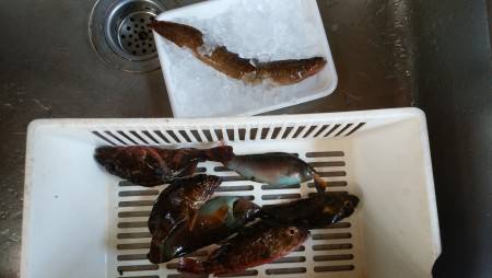 穴釣りでダイナンギンポ！