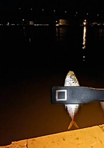 アジ調査＼(^o^)／