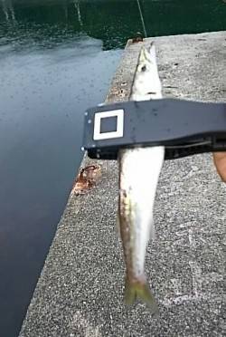 カマス入れ食い(^^;