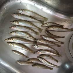 久々に子供と釣行