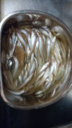 久しぶりに沢山釣れました