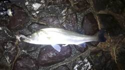 雨後にシーバス