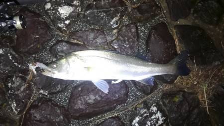 雨後にシーバス