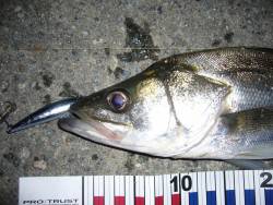 日暮れ時から、夜更けまで粘ってランガンの末…