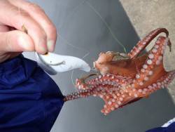 五目タコエギＤＥタコ♪